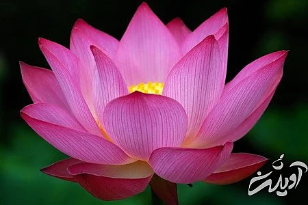 گل زیبا،گل یاس عکس گل , دسته گل عروس